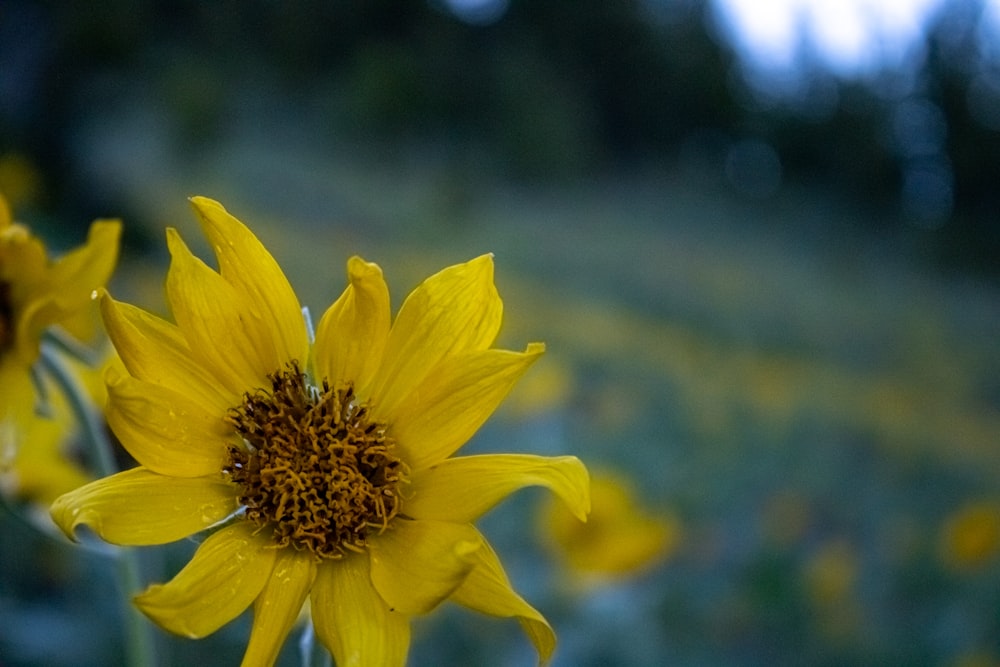 a close up of a yellow flower