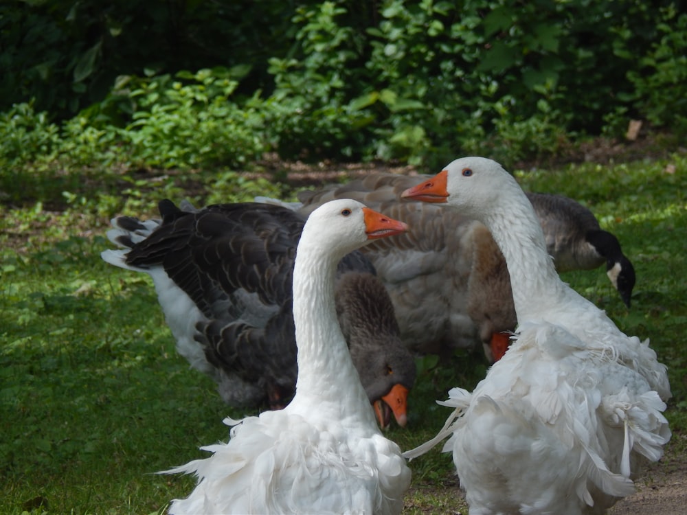 a group of birds in a grassy area