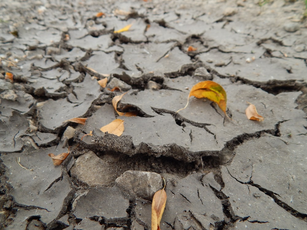 a frog on the ground