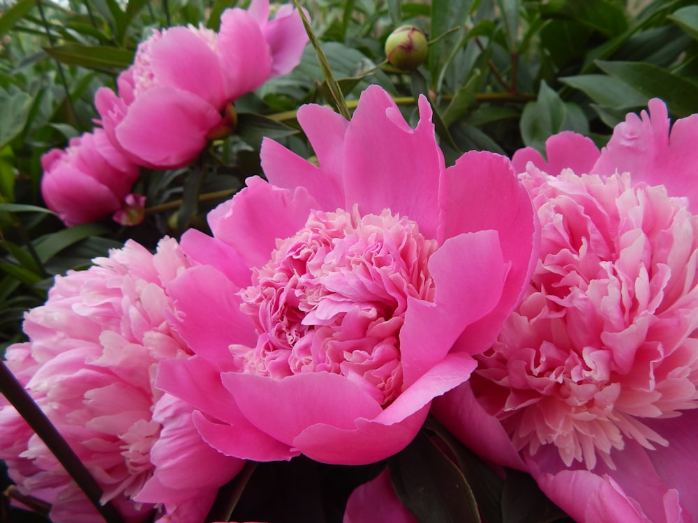 a group of pink flowers