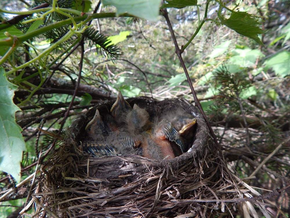 Un oiseau dans un nid
