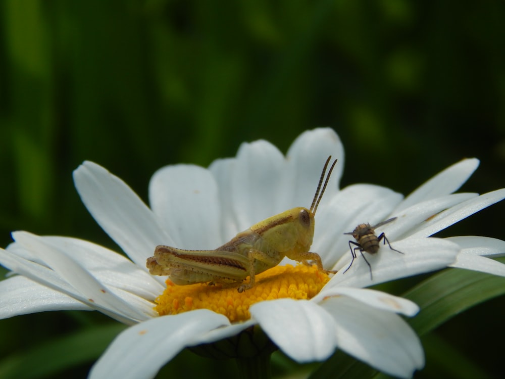 a bee on a white flower