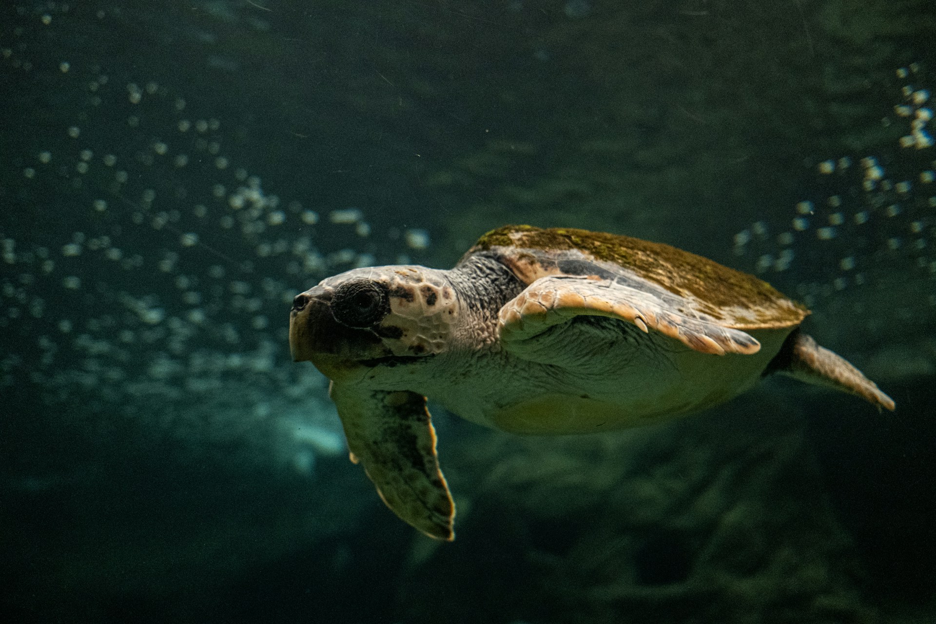 a turtle swimming in water