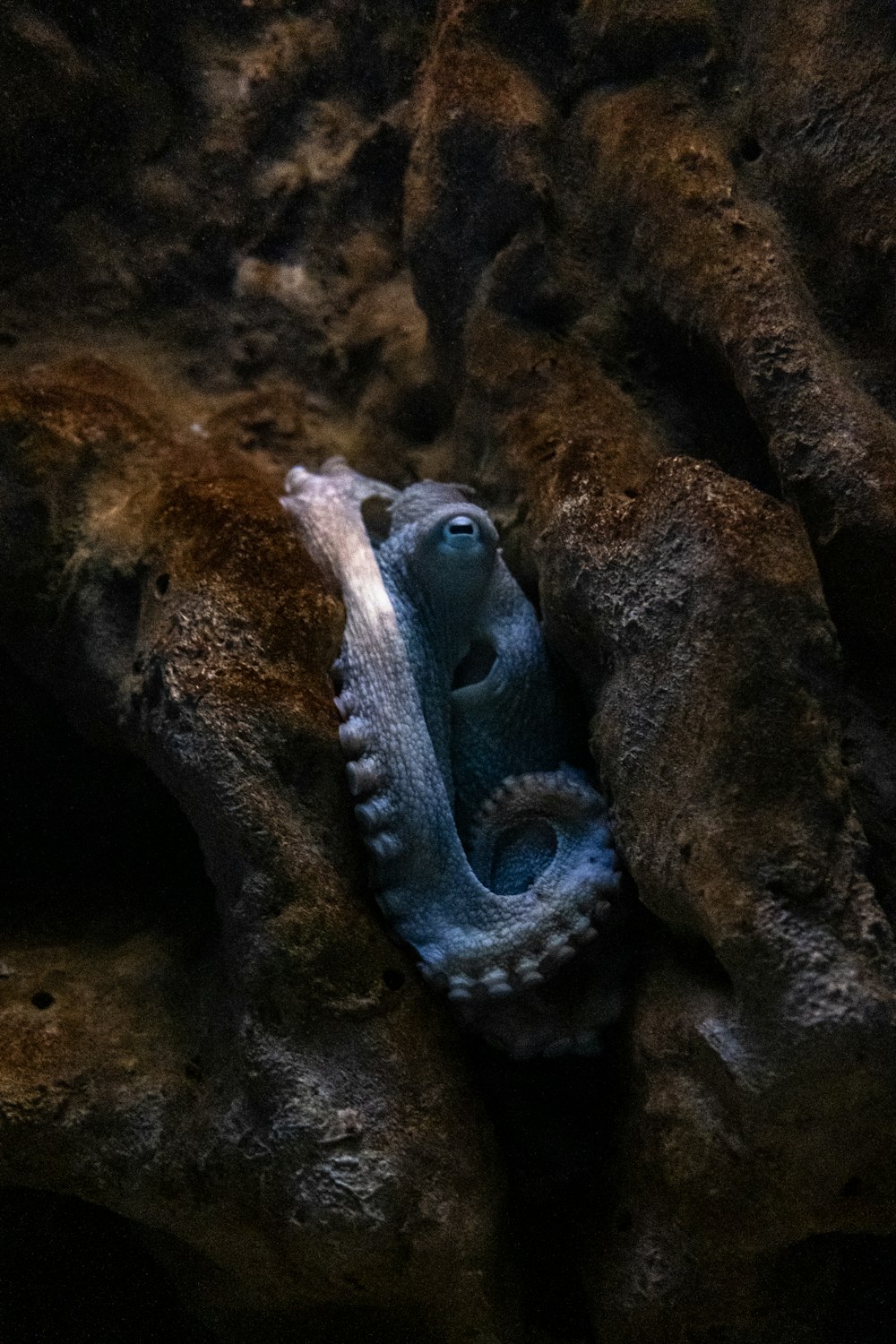 uma cobra em uma caverna