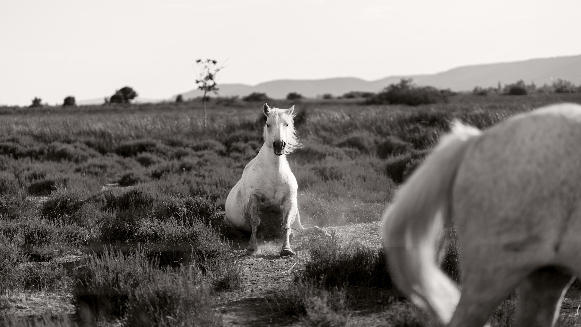 a dog standing in a field