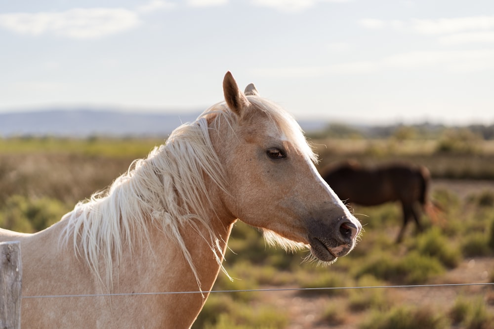 a white horse behind a fence