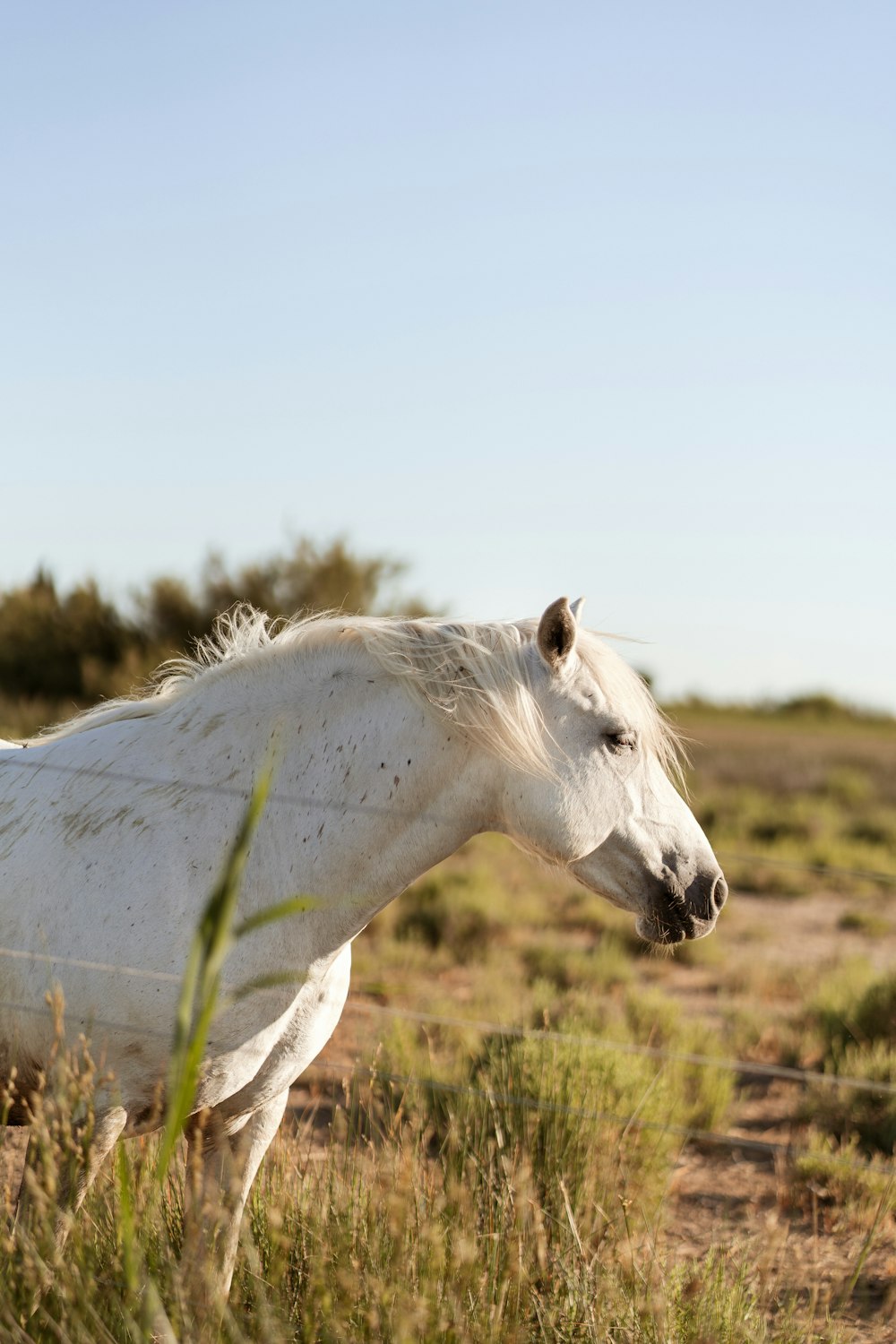 a white horse in a field