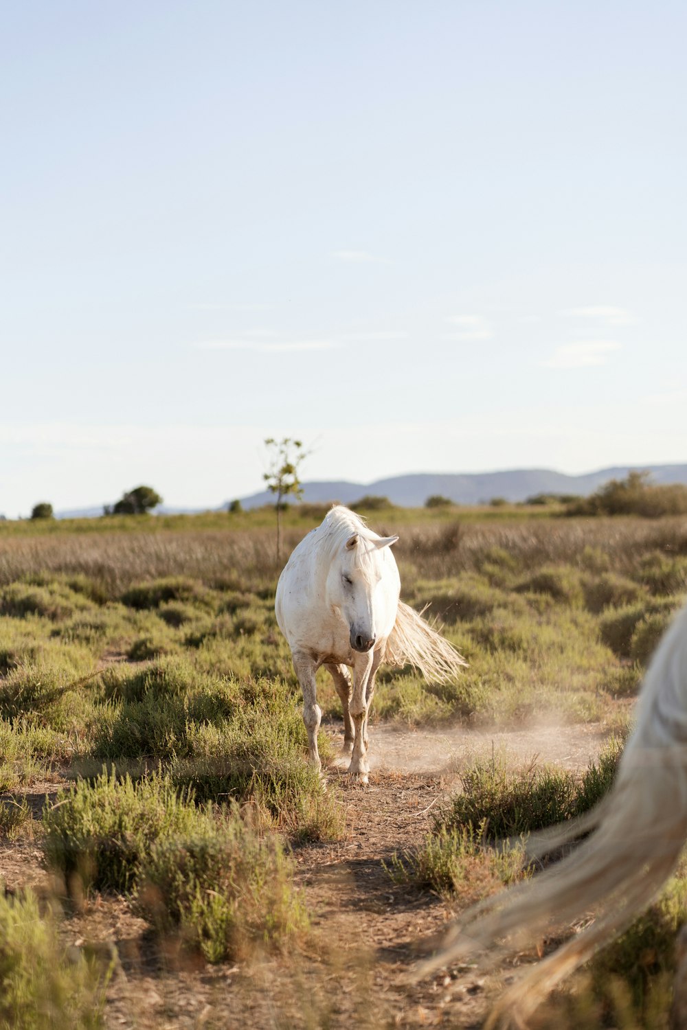 a white horse standing on a dirt road