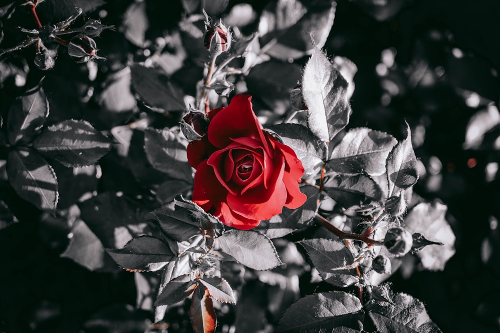 a red rose on a bush