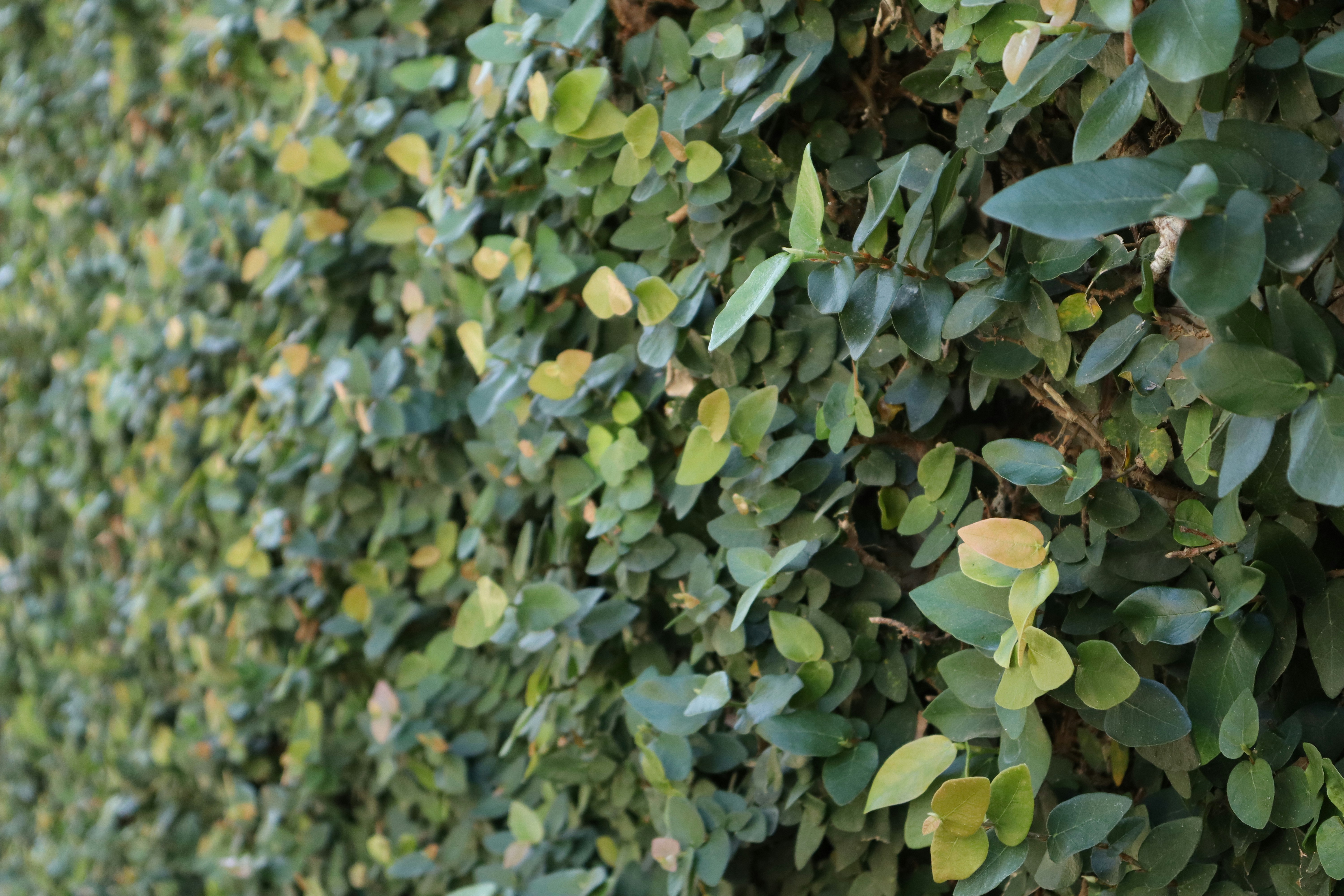 Photo by sofiagaigher