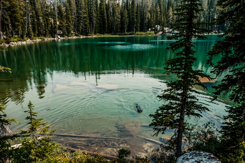 a lake surrounded by trees