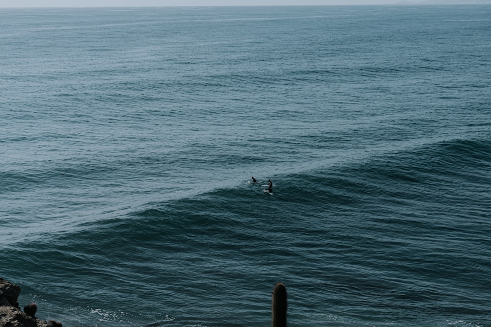 Un grupo de personas surfeando en el mar