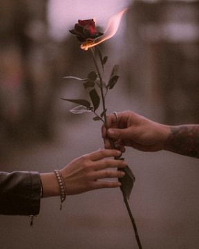 A pair of hands exchange a burning red rose, with one hand reaching out to receive it and the other offering it. The background is blurred, creating a focus on the rose and hands.