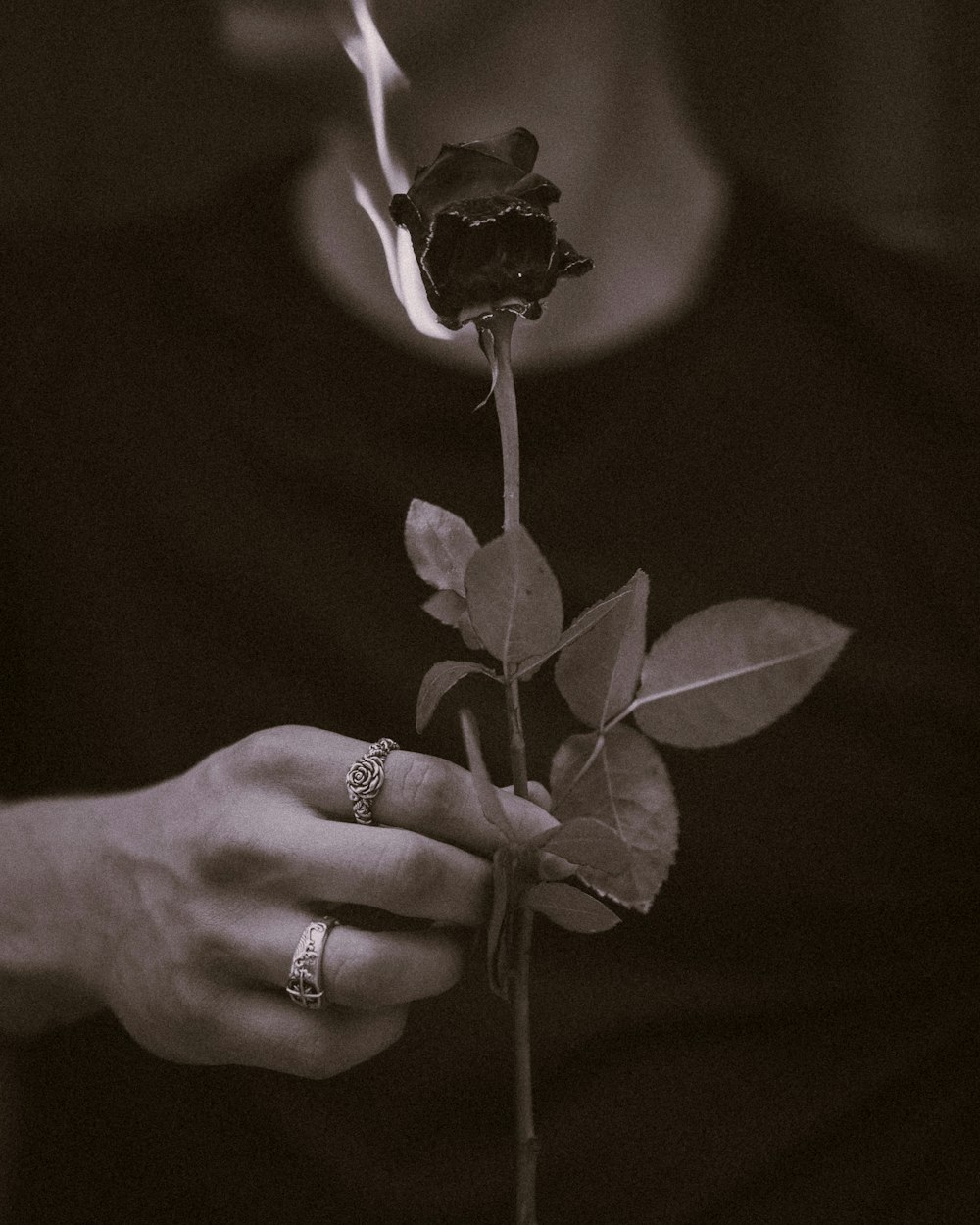 a hand holding a plant