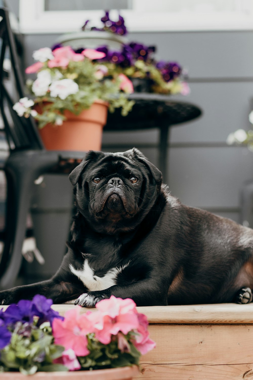 a dog sitting on a chair