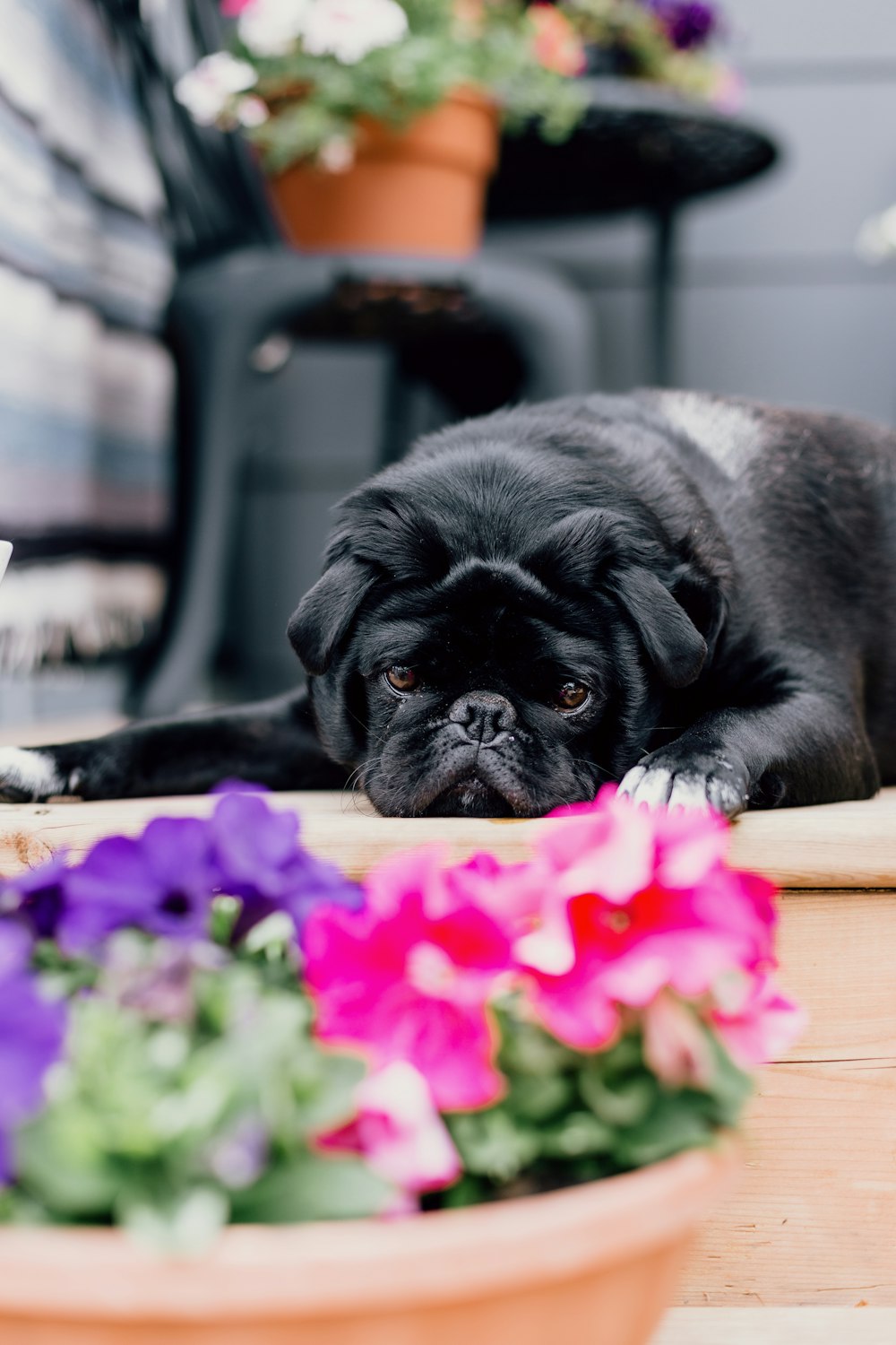 Ein Hund liegt auf einem Tisch mit Blumen