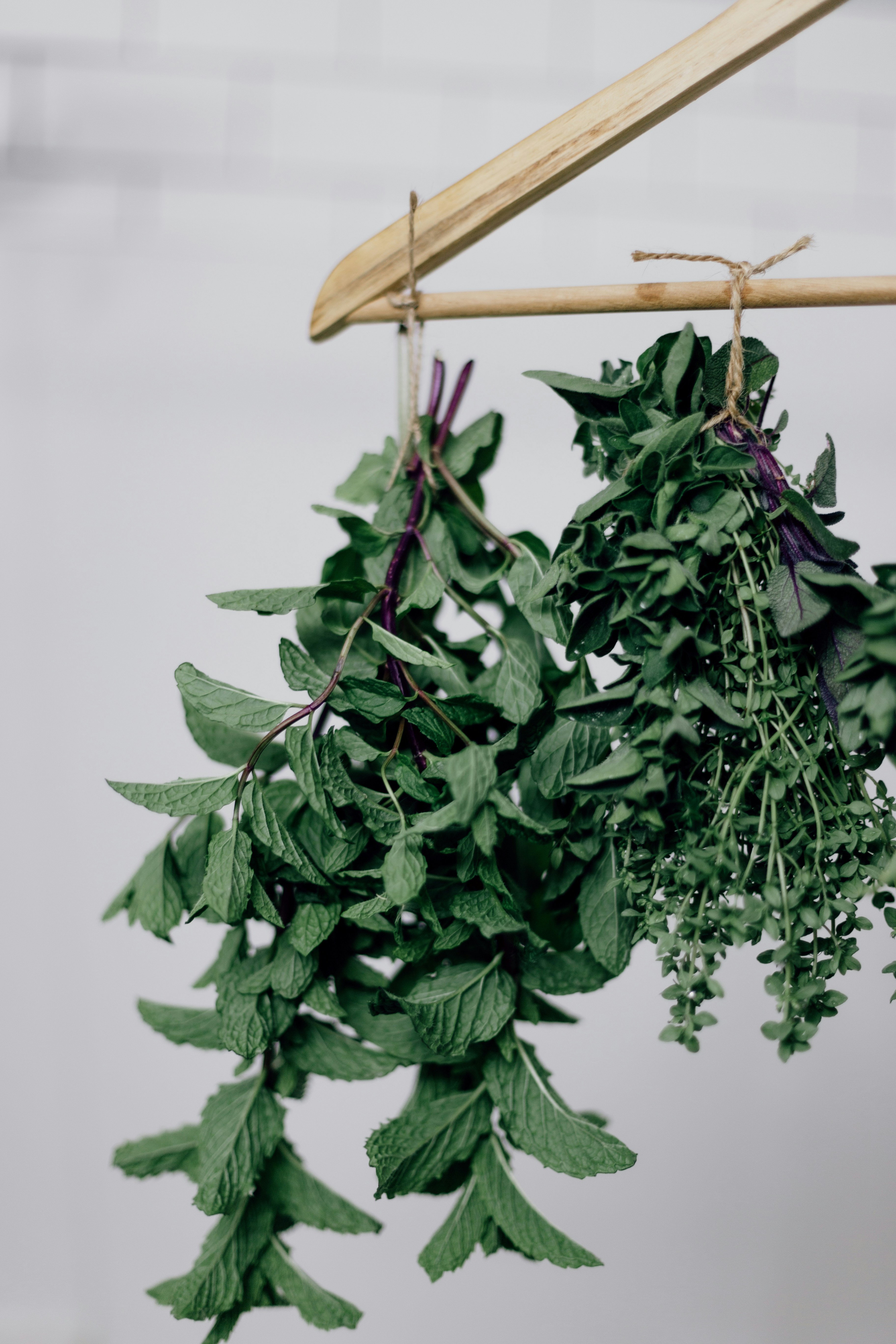 葉のある植物