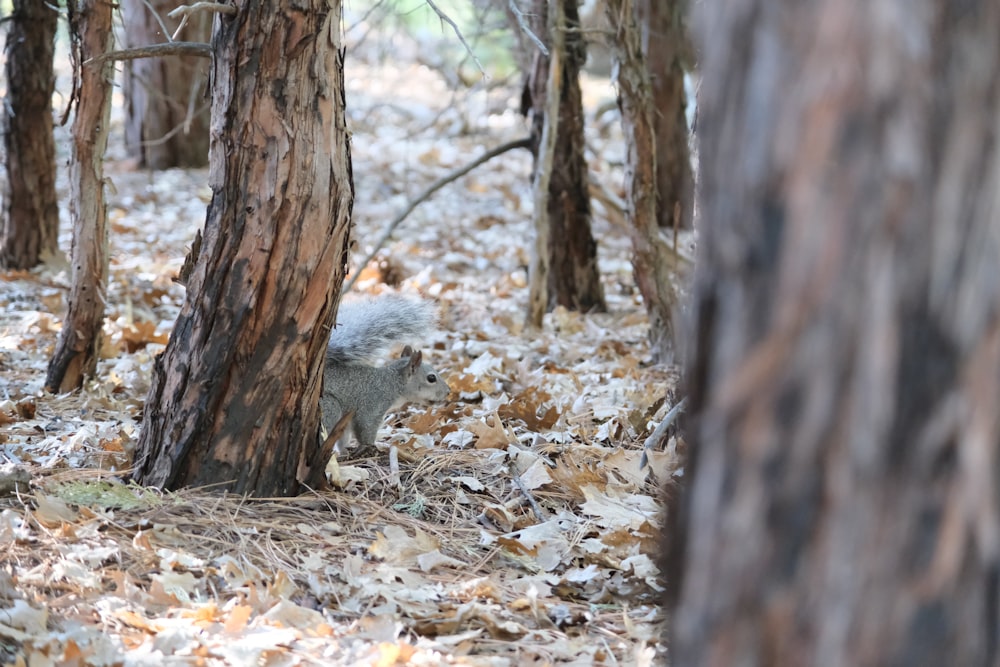 a squirrel in the woods