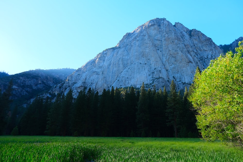 a mountain with trees in front of it