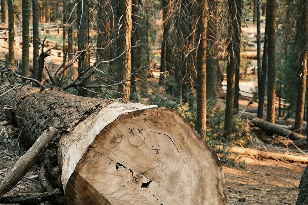 a tree trunk in the woods