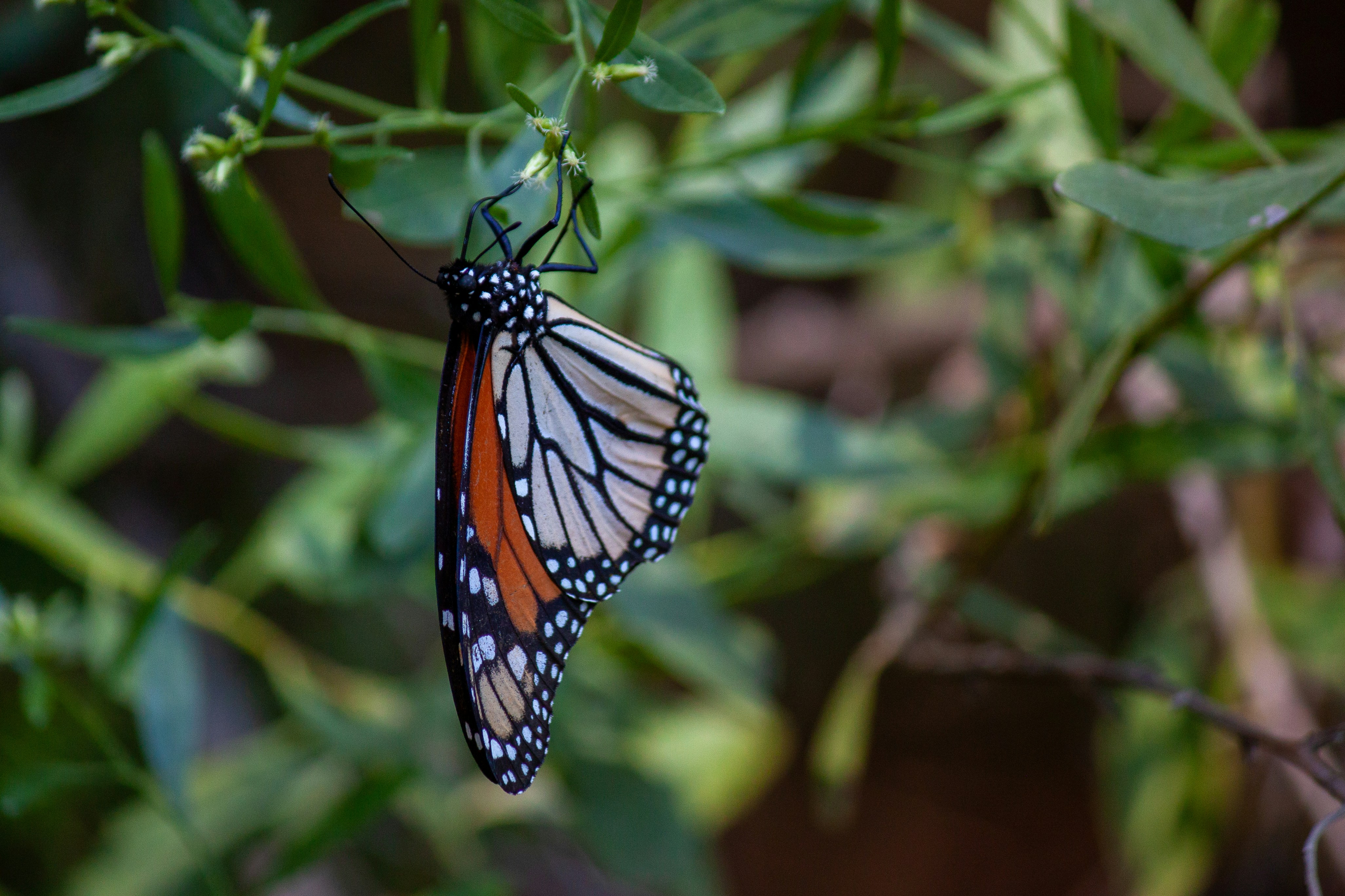 a butterfly on a plant
