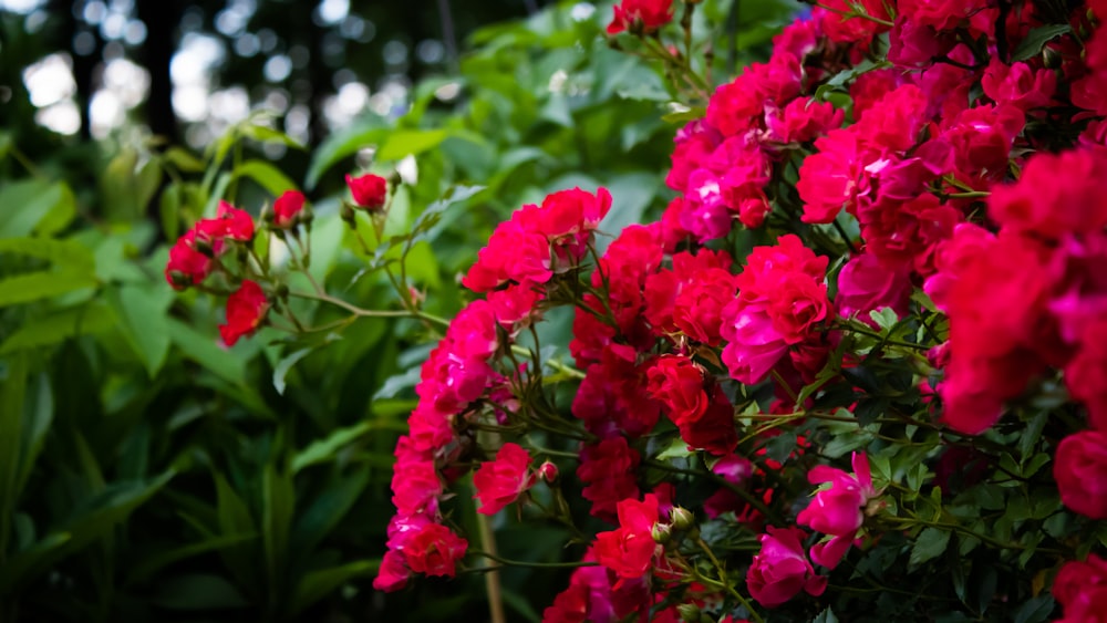 a close up of some flowers