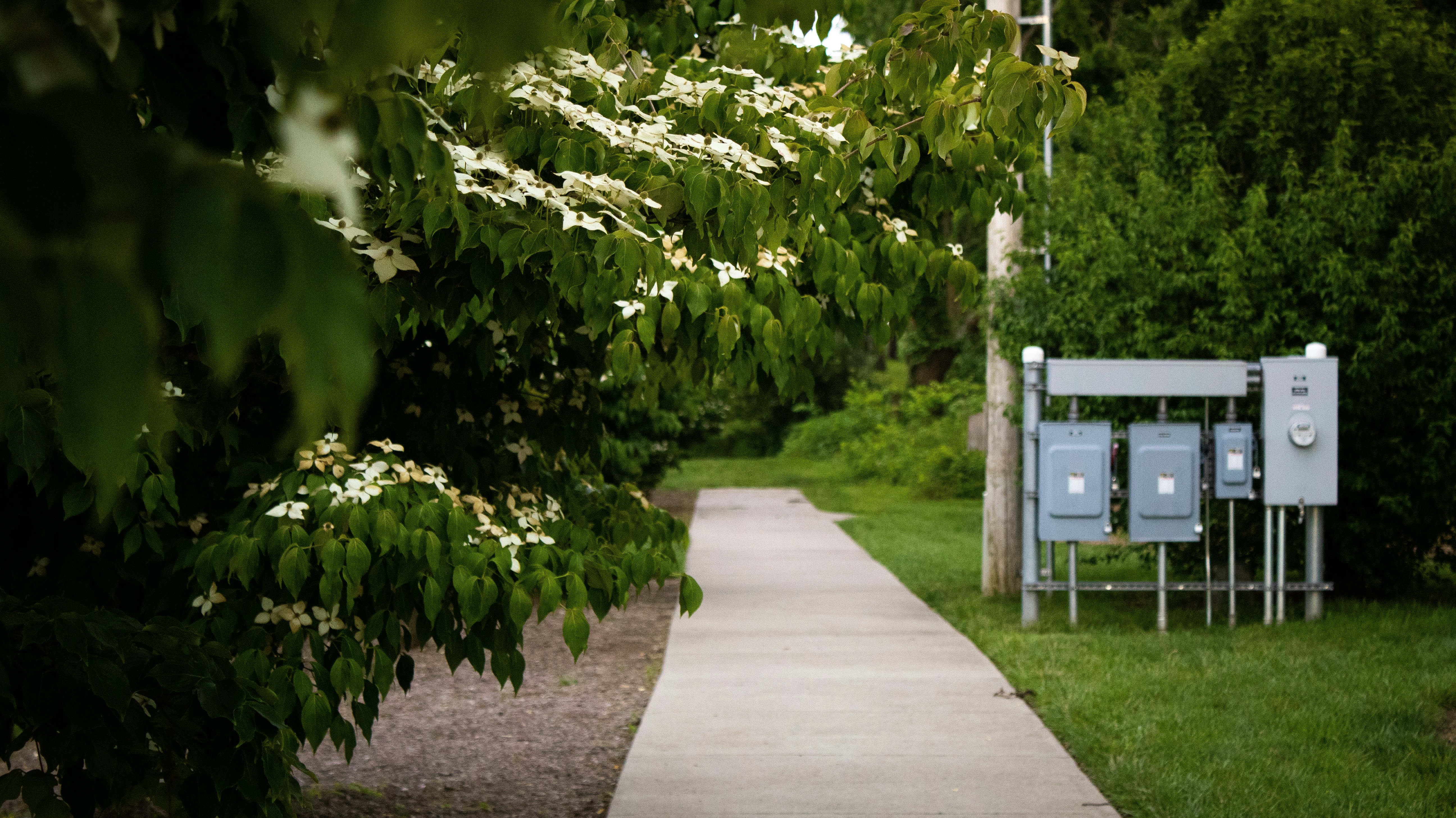 a path with trees on the side