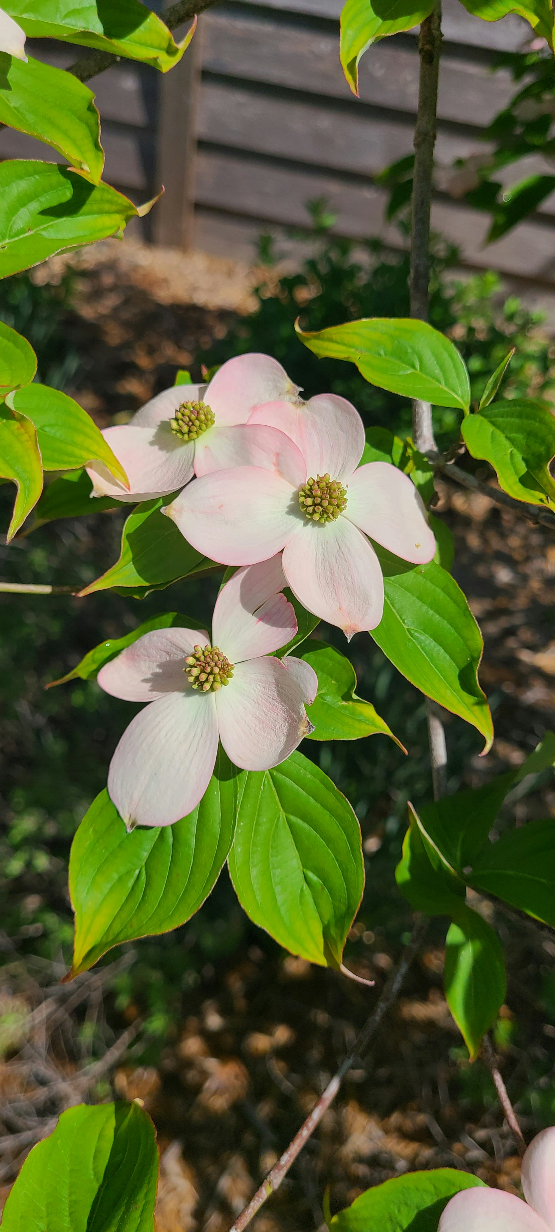 un gruppo di fiori