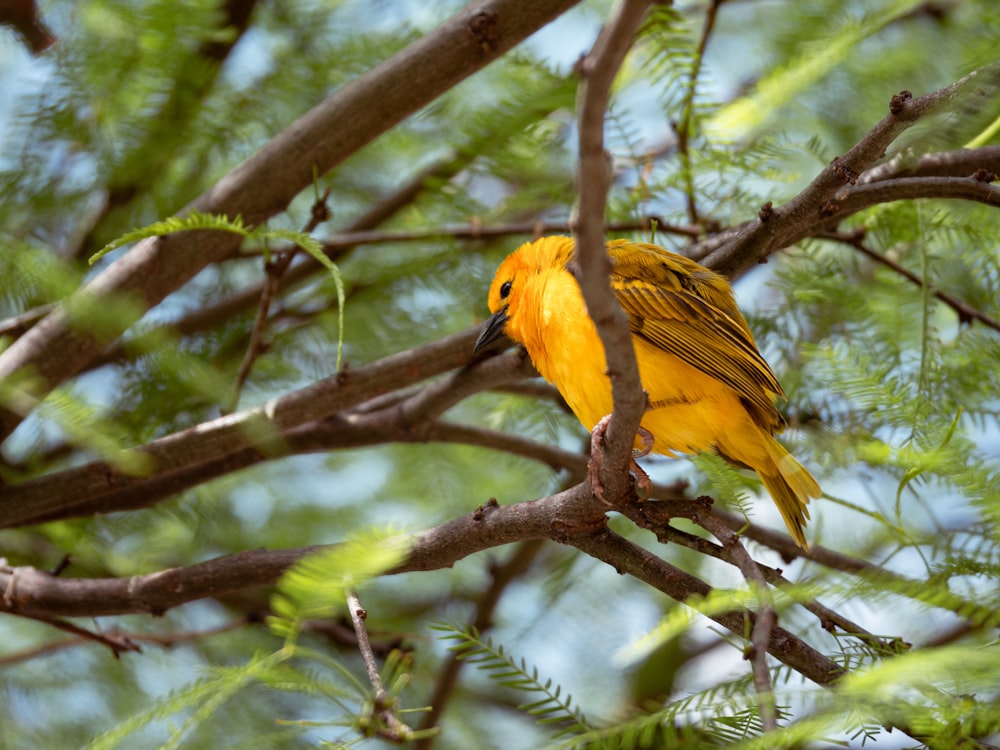 a yellow bird perched on a tree branch