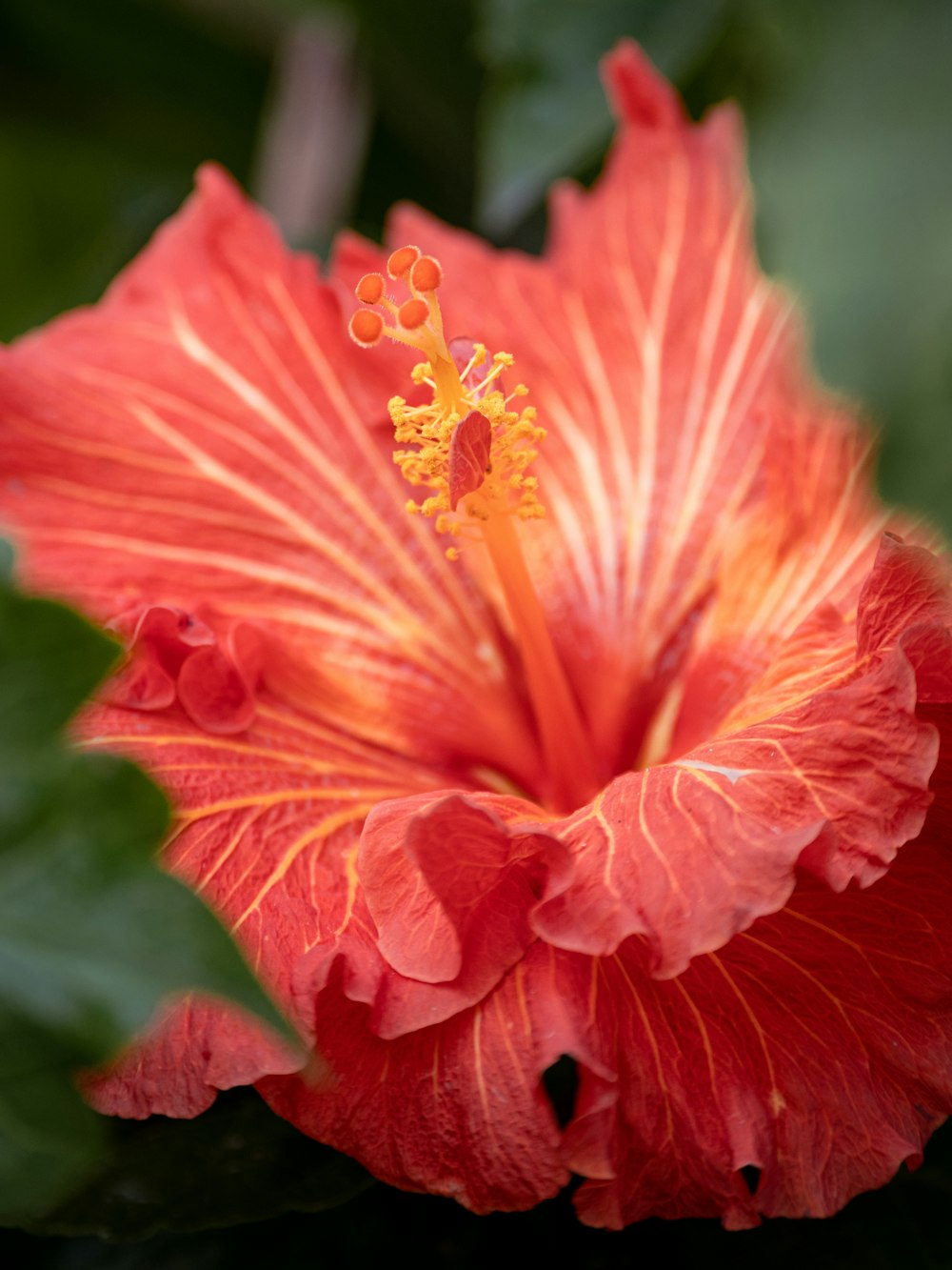 a pink flower with yellow and red petals