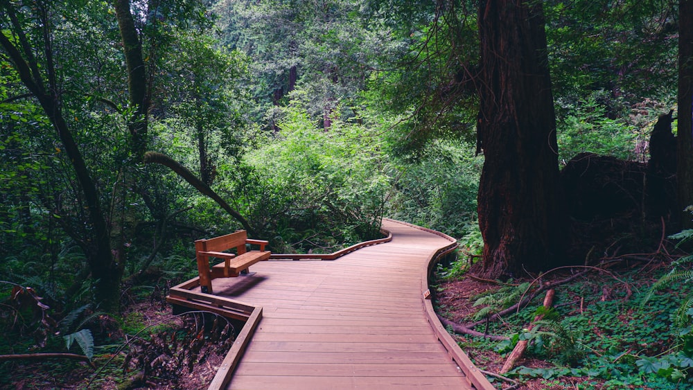 a wooden bench on a wooden walkway in a forest