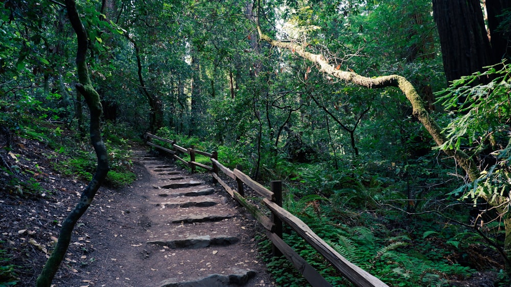 a wooden bridge in a forest