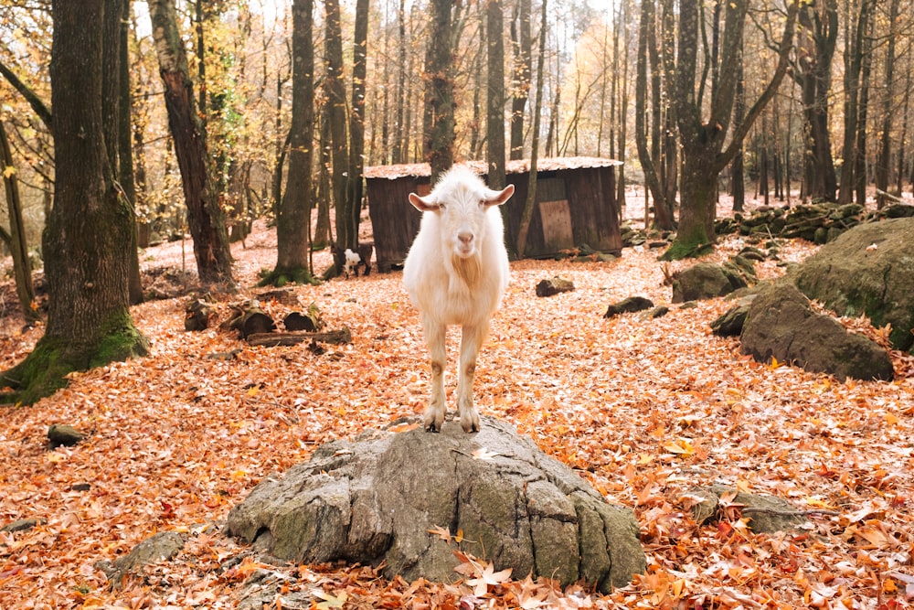 a white goat standing on a rock in a forest