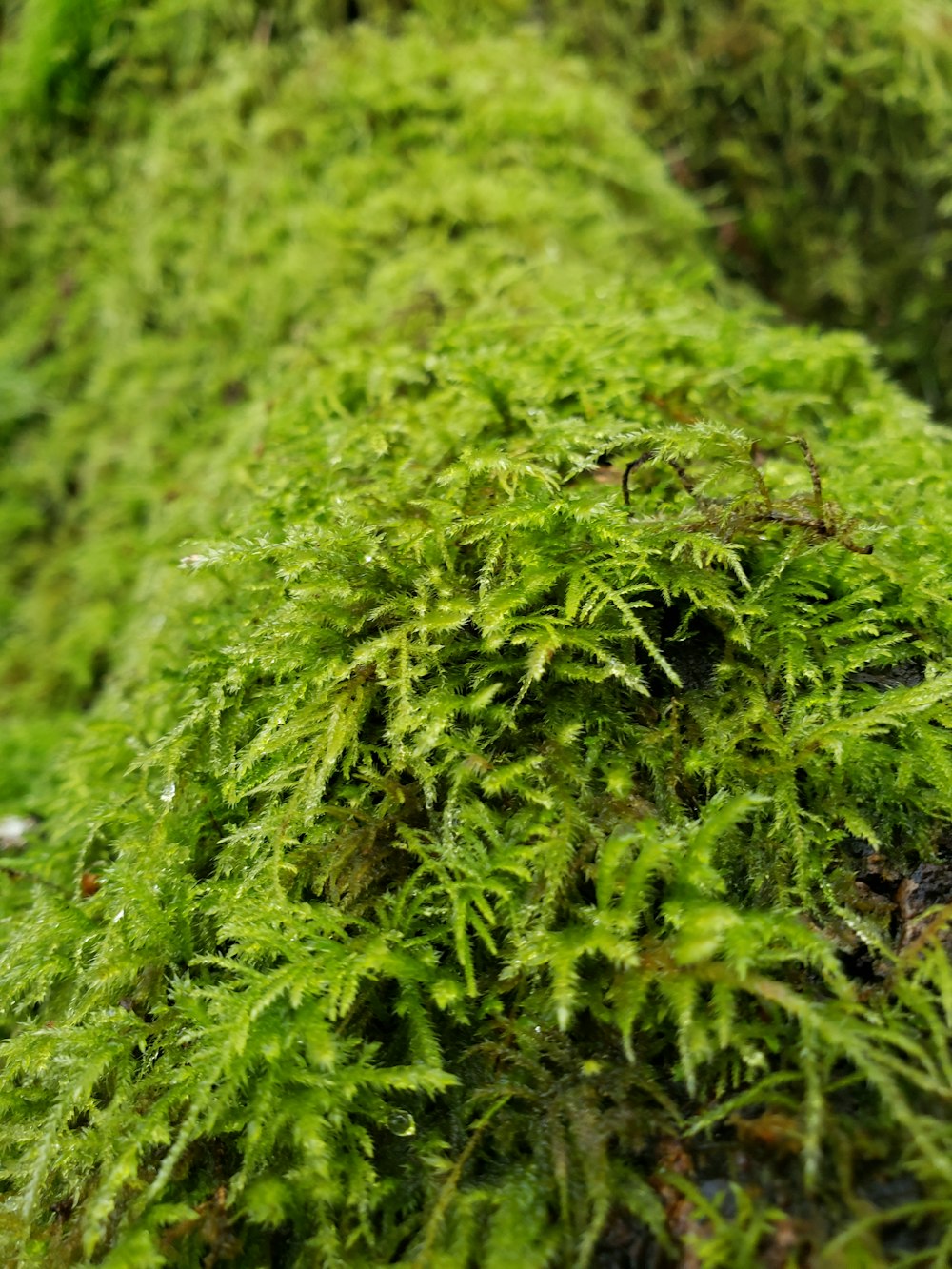 a close up of some moss