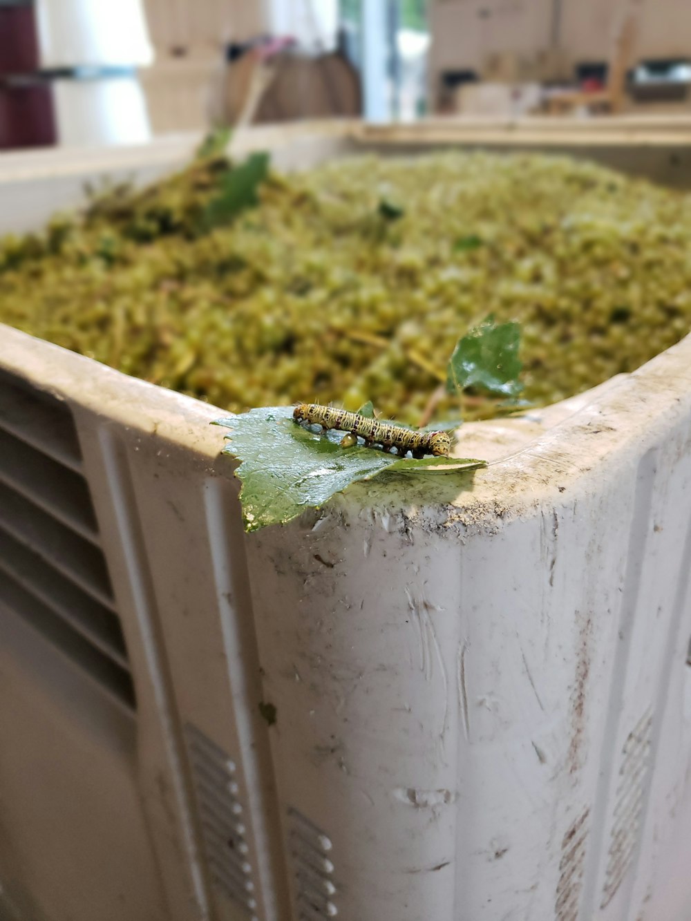 a frog on a white bucket