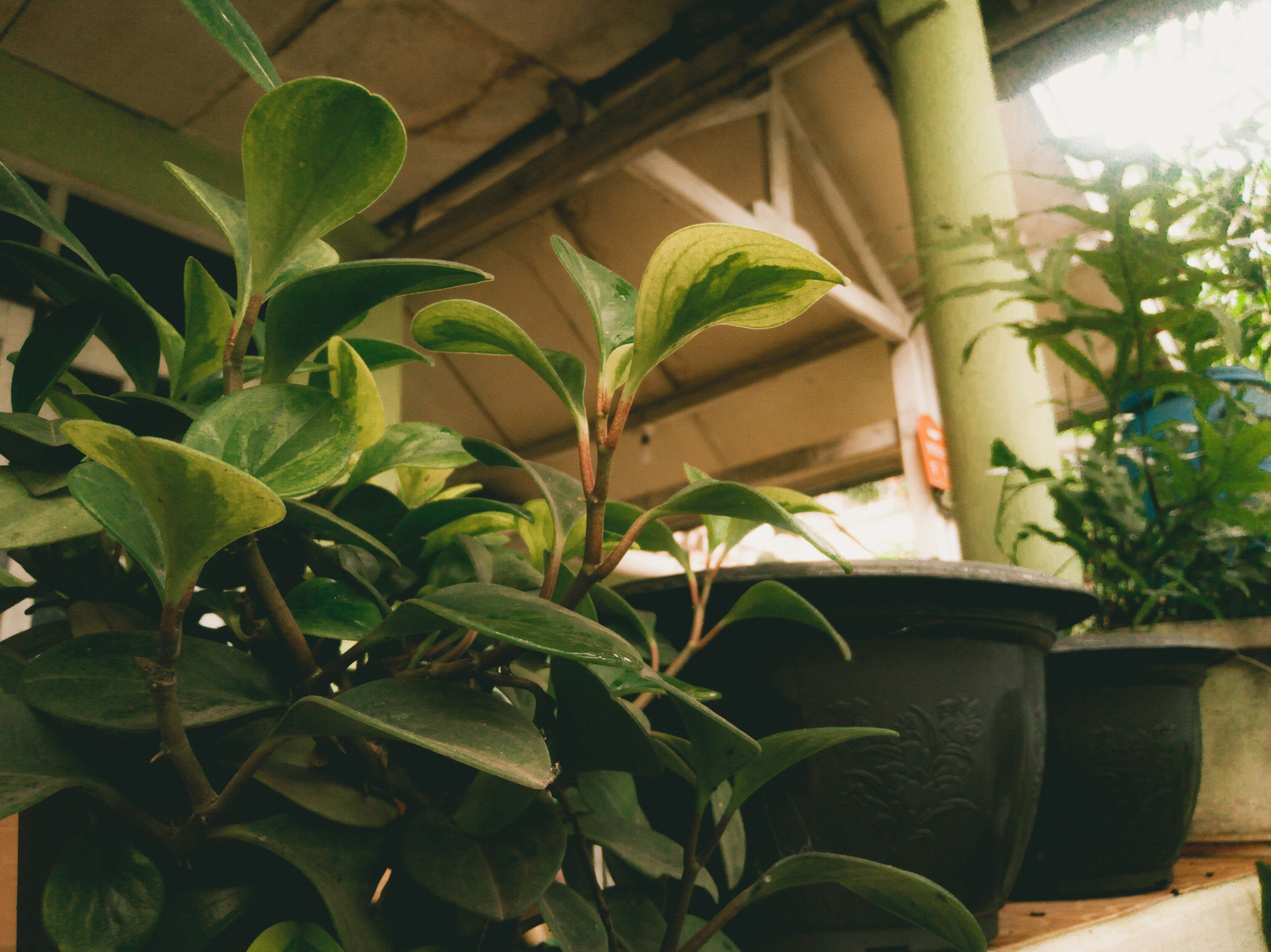 Lush Green Indoor Plants