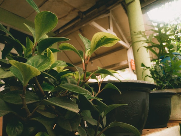 An arrangement of vibrant green plants in dark pots positioned near a shaded area with natural light filtering through. The setting appears to be indoors, possibly in a garden shop or a domestic porch with rustic surroundings.