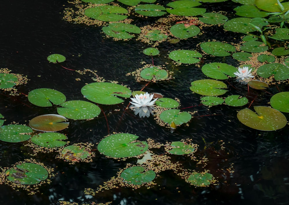 a flower floating on water