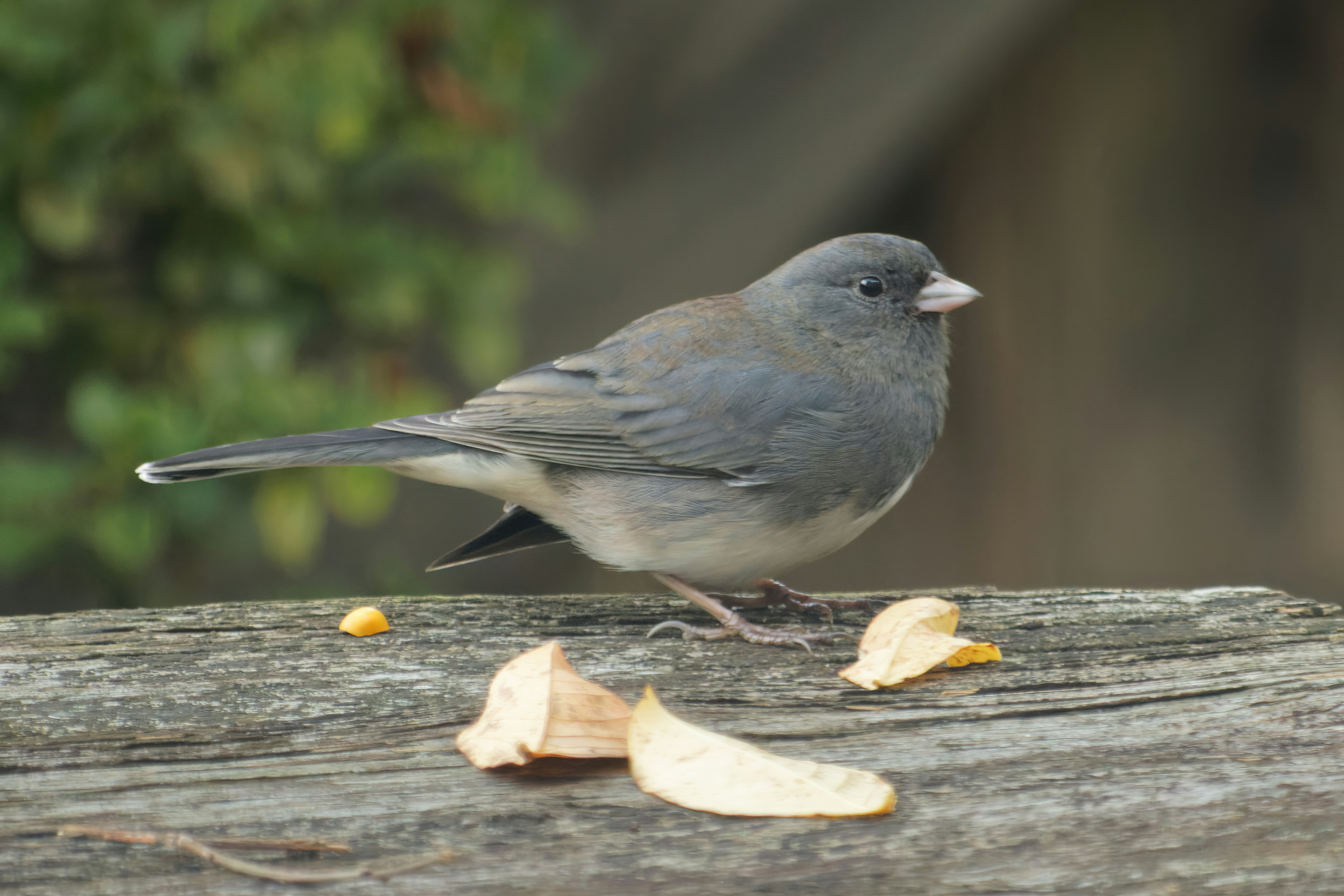 Photo by marshall21663