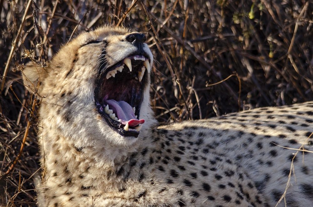 a cheetah with its mouth open