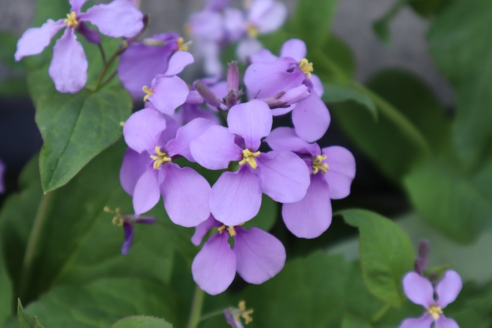 a close up of a flower