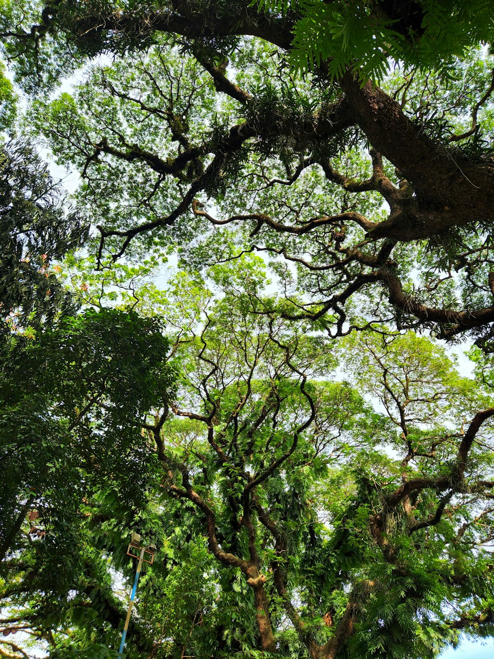 looking up at trees