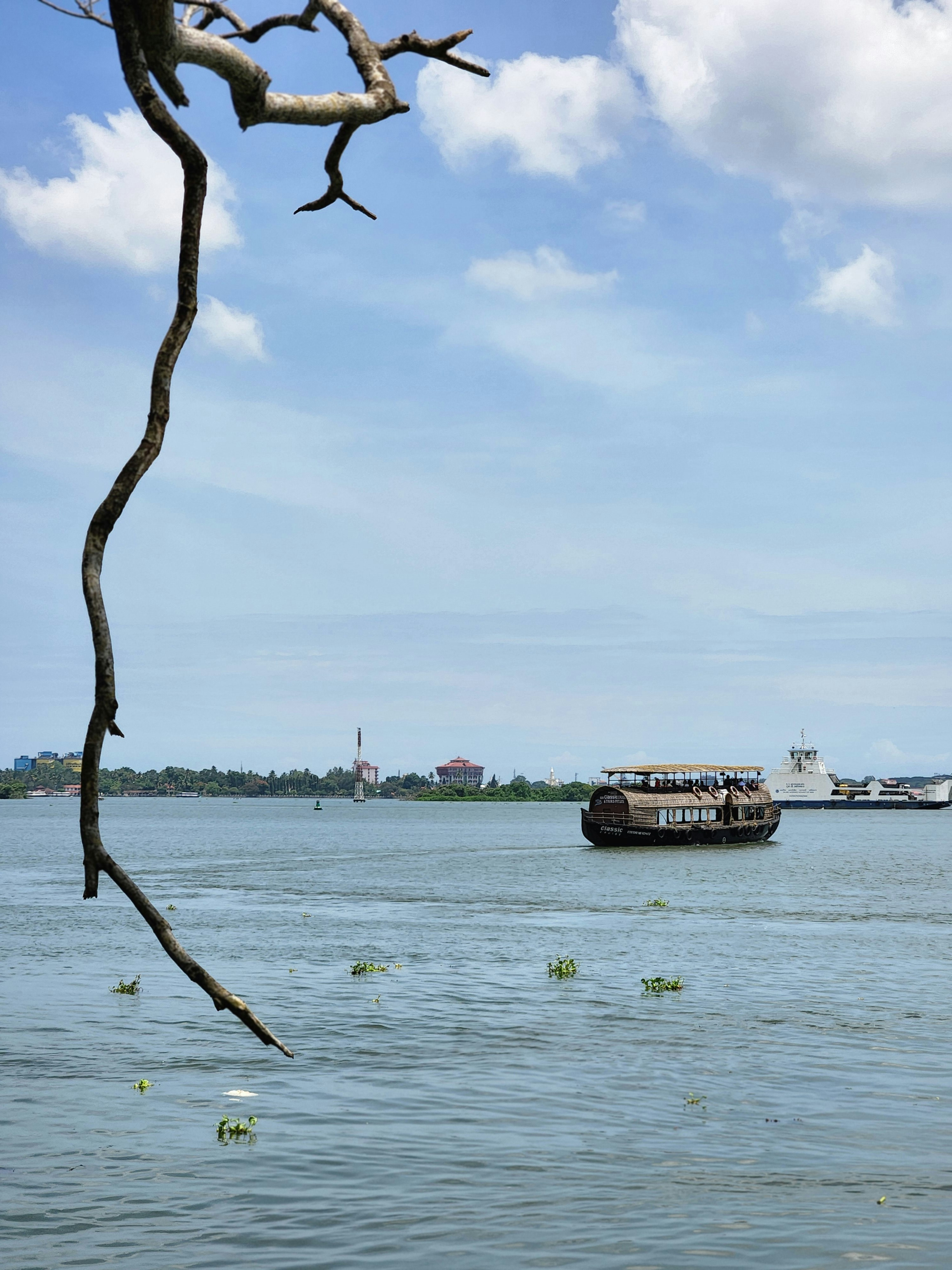 a tree branch in the water