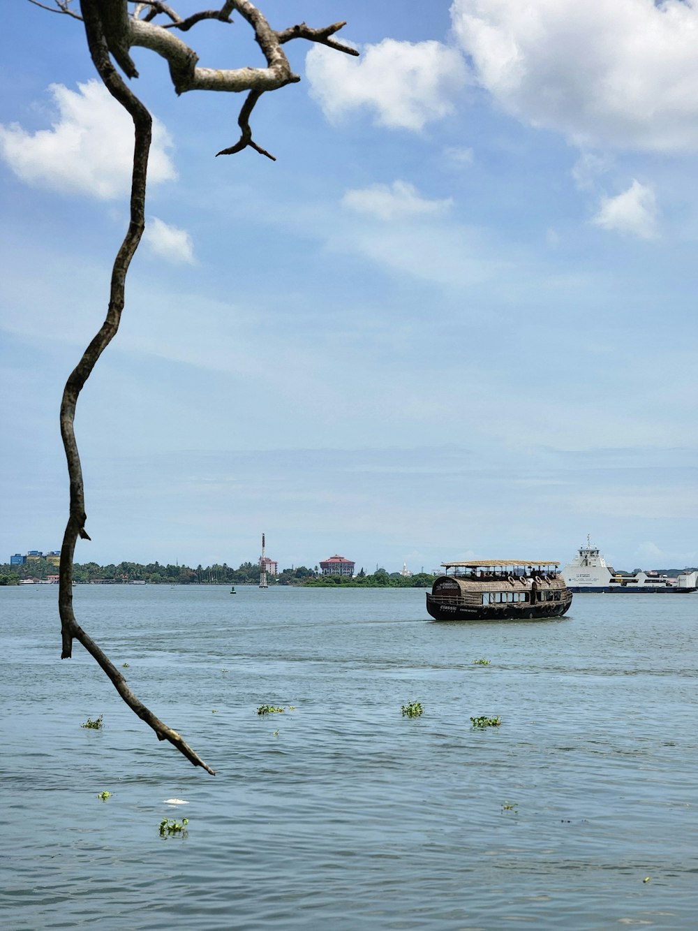 a tree branch in the water