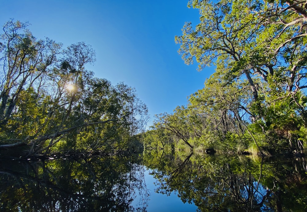 a group of trees