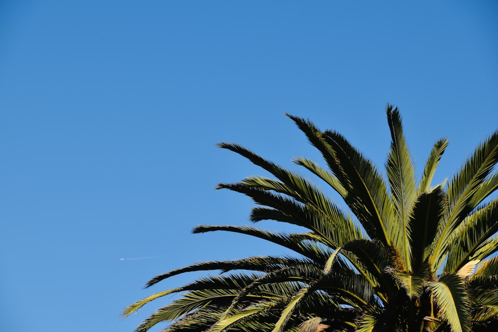 a palm tree against a blue sky