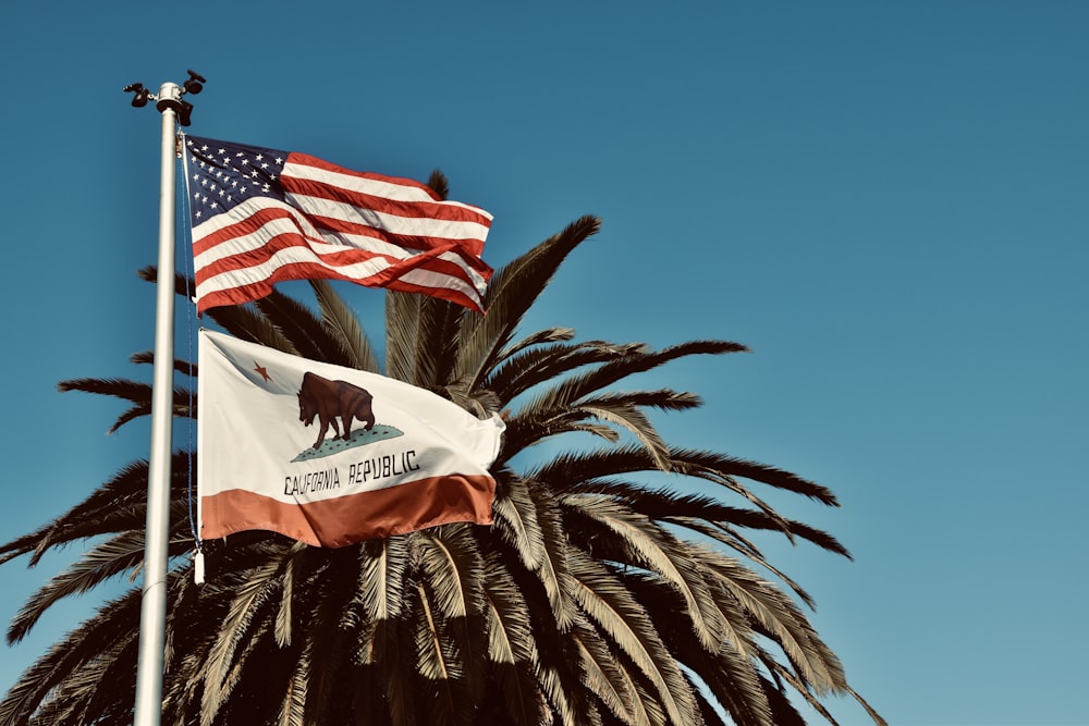 a flag on a palm tree