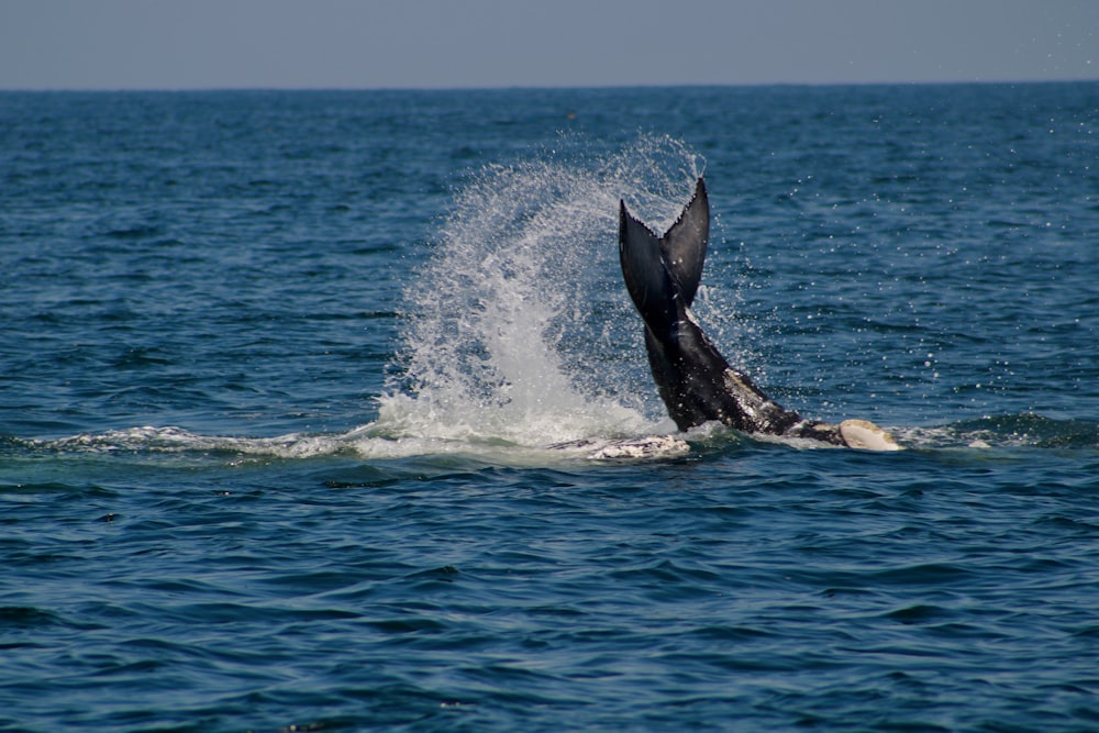 a whale jumping out of the water