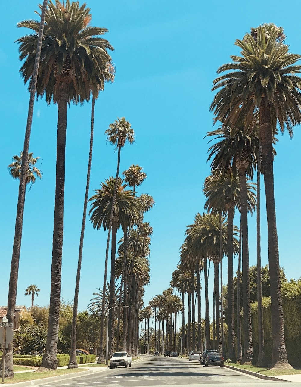 uma estrada com palmeiras de cada lado dela