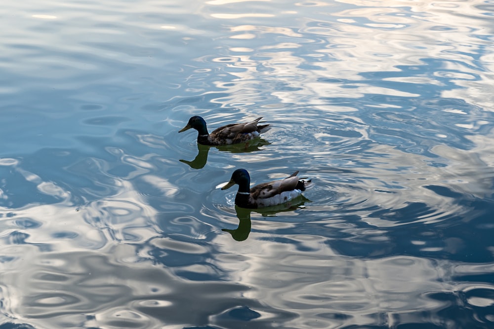 Enten, die im Wasser schwimmen